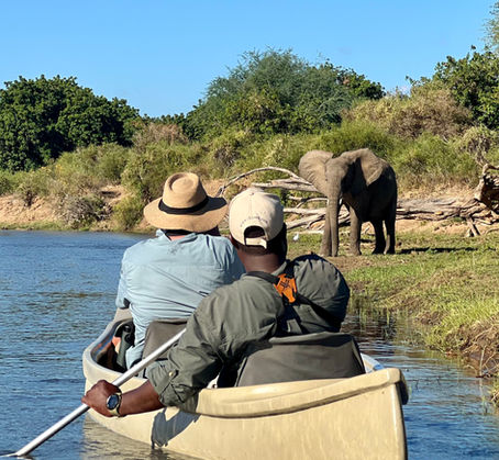 Essential Tips for Planning Your Perfect Safari Adventure