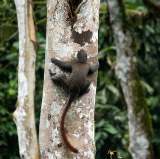 Gorilla Trekking in Bwindi National Park, Uganda