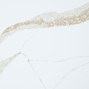 Calacatta Dune Quartz
126" x 63" x 3cm