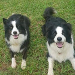 Home pet visit for food and water