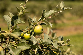 BG6A3582.jpg