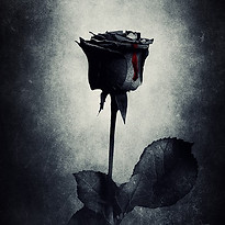 rose-3913792_960_720.jpg