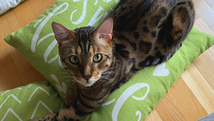 Eco-Friendly Non-Toxic Cat Furniture: Top 12 Beds & Buying Guide