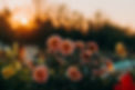 dahlia .jpg