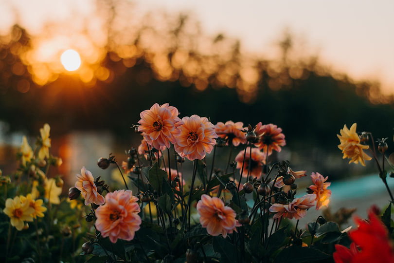 dahlia .jpg