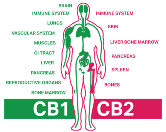 ECSReceptors.png