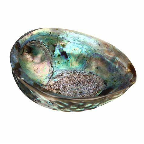 Thumbnail: ABALONE SHELL