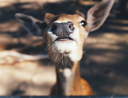TVBC-Deer