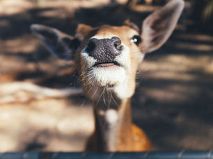 Close-up of a deer with a curious expression, sunlight illuminating its face, blurred natural background. Light and shadows create texture.