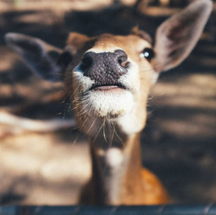 Els animals que s'amaguen al territori català