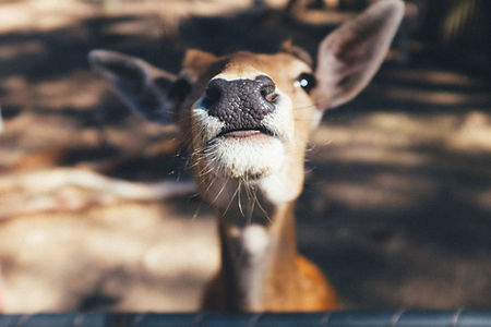Deer