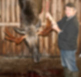 elgjagt 147.JPG