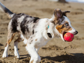 Petriage and Smart Tracking Technologies partner to advance the Link Smart Pet Wearable