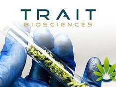 Vancouver-based Trait Biosciences advances its technology for the CBD infused product market