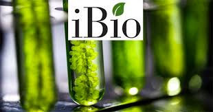 iBio, an AI-driven innovator of precision antibody immunotherapies, closes $3.5 million financing