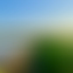 Wheat field in Higashi-iida