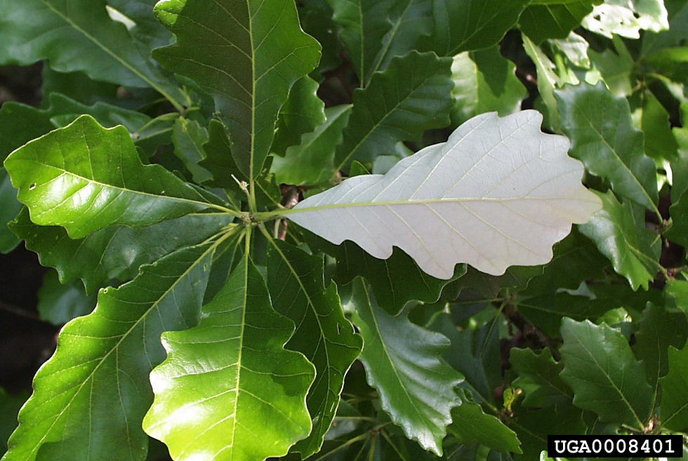 Thumbnail: Oak, Swamp White