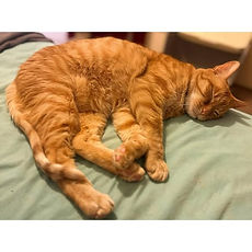 Loki