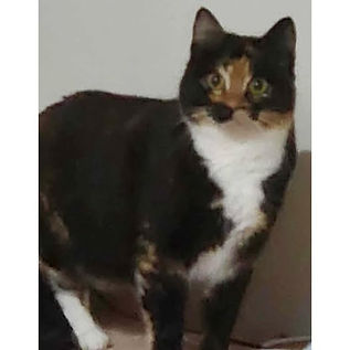 Tora