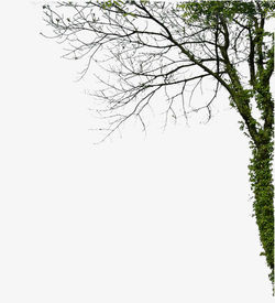 vine-and-branches-png-background-trunk-vine-branches-background-trunk-branches-vine-png-im