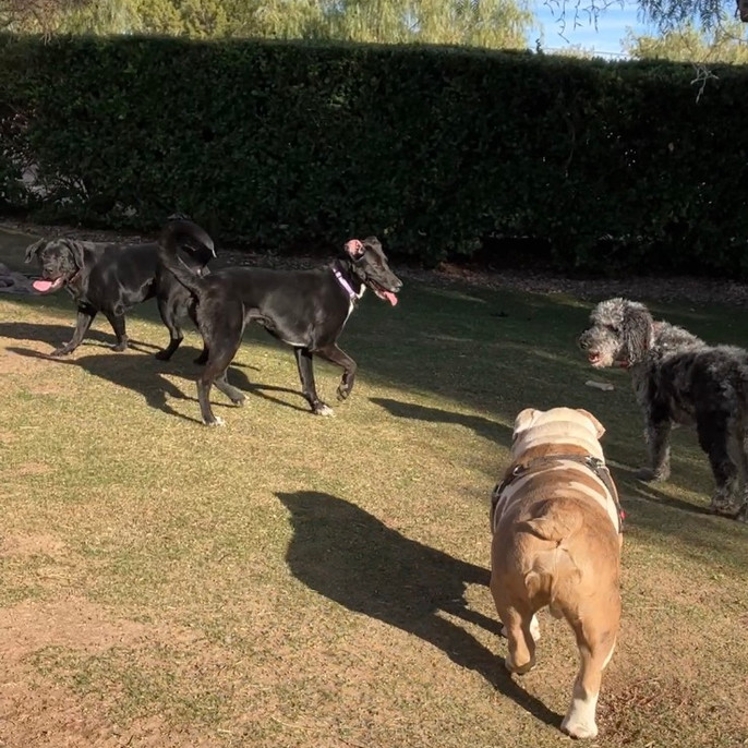 Home Lucky’s Dog House Daycare and Boarding