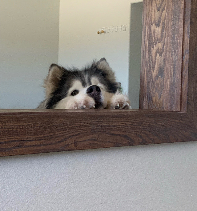 Home Lucky’s Dog House Daycare and Boarding