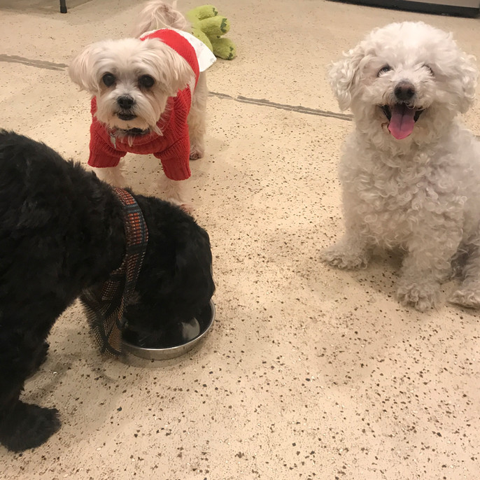 Home Lucky’s Dog House Daycare and Boarding