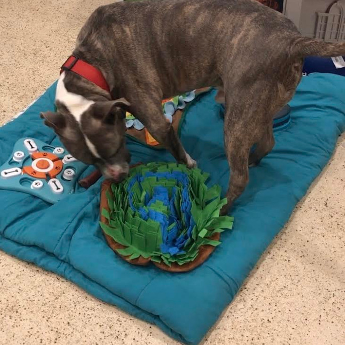 Home Lucky’s Dog House Daycare and Boarding