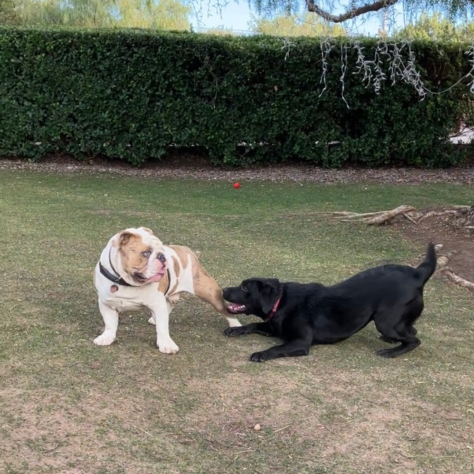 Home Lucky’s Dog House Daycare and Boarding