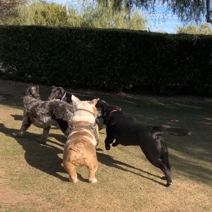 Home Lucky’s Dog House Daycare and Boarding