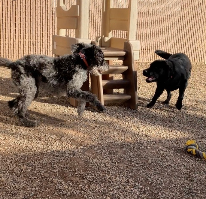 Home Lucky’s Dog House Daycare and Boarding