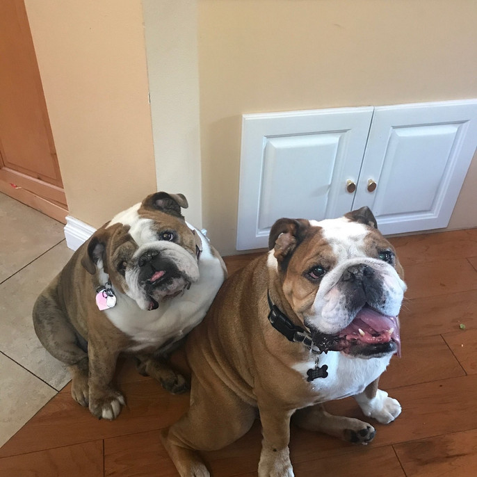 Home Lucky’s Dog House Daycare and Boarding