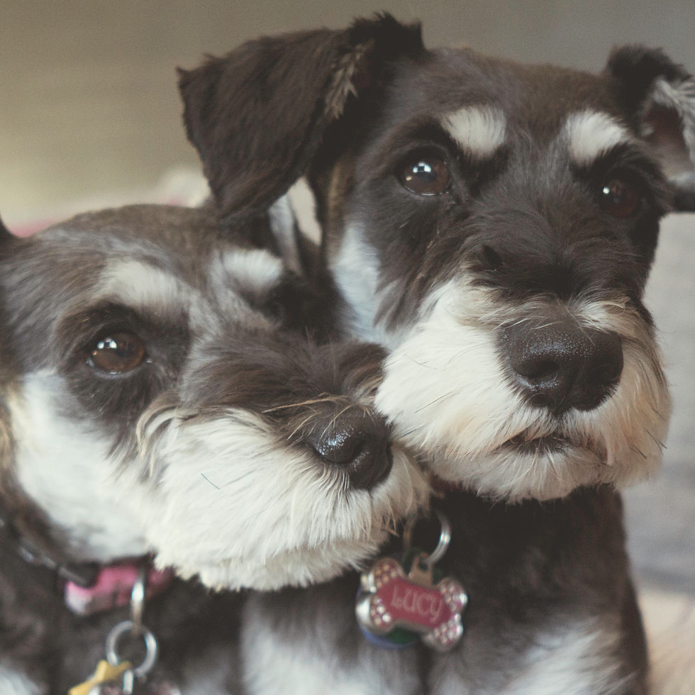 Lola & Lucy