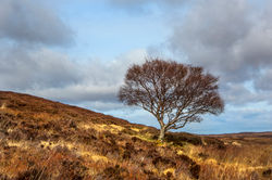 Single tree Scotland April 2016-8a