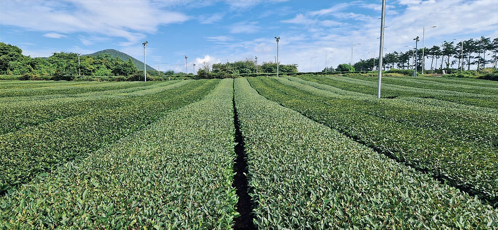 Tea leaves fields