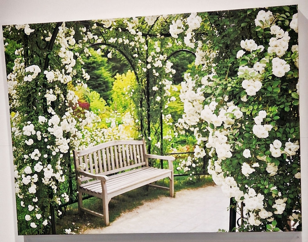 Garden in the summer