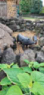 Jeju black pigs