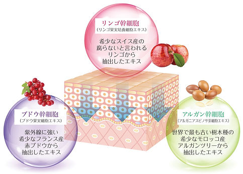 3つの植物幹細胞.jpg