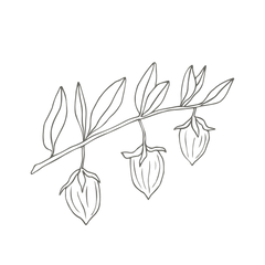 Organic Jojoba Oil Illustration