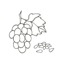 illustration of organic grapeseed