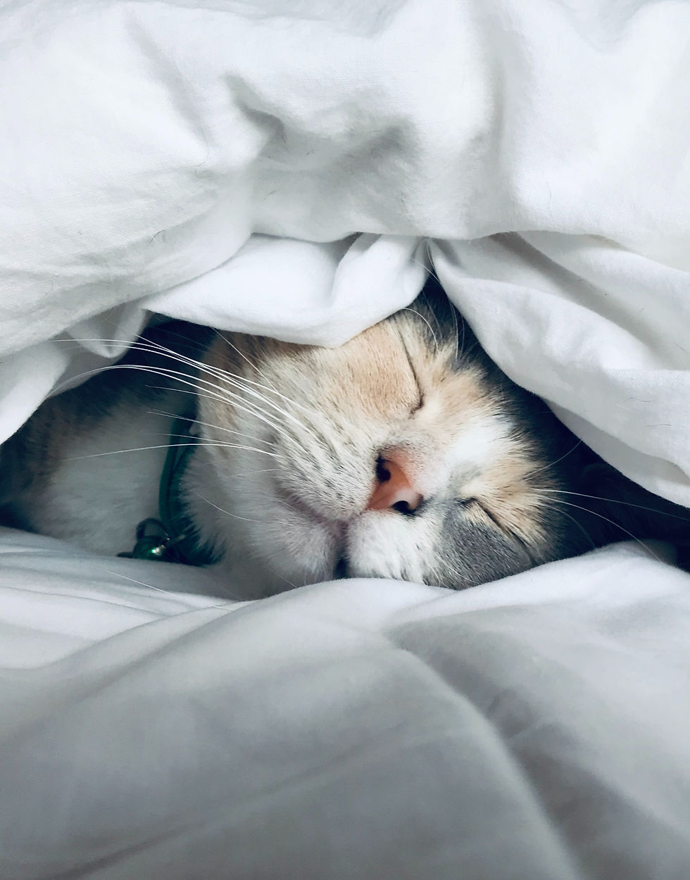 A cat under a thick blanket sleeping, poking it's head out of the blanket