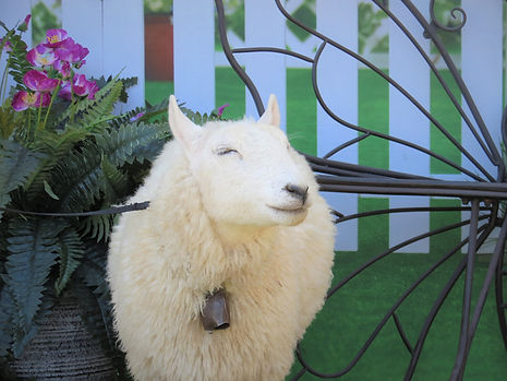 mystery the sheep.JPG