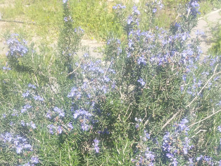 Corona and the Jewish Connection