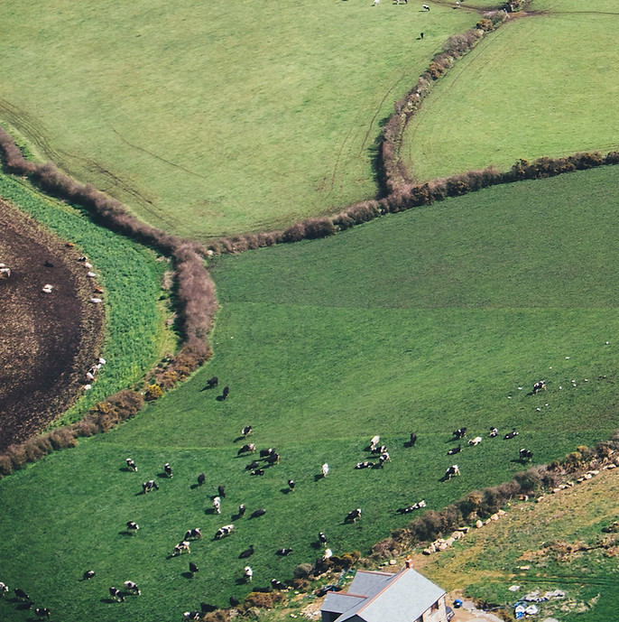 Wind Turbine Field