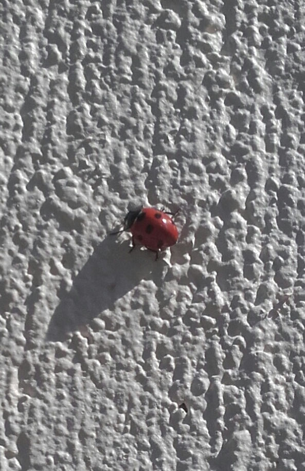 Why do Flies & Lady bugs stick to fresh paint?