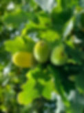 acorns oak leaves.jpg