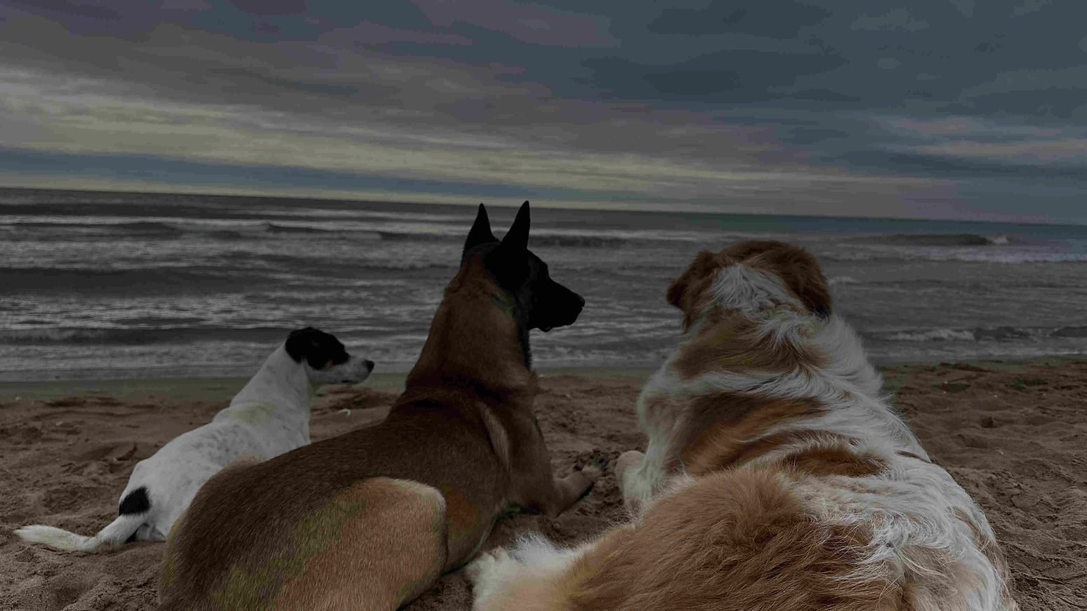 adiestramiento-canino-barcelona-playa_edited.jpg