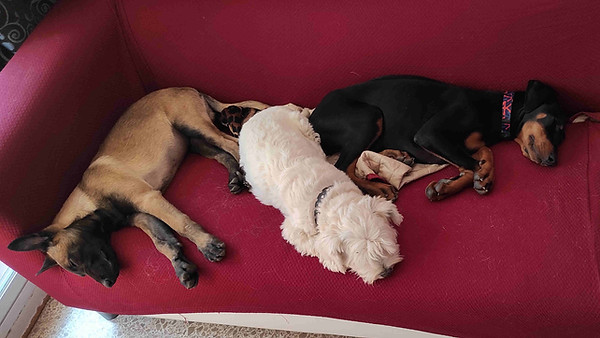 cachorros durmiendo en guarderia en barcelona