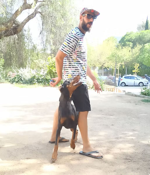 entreno de obediencia con Dobermann durante mis primeros años como adiestrador