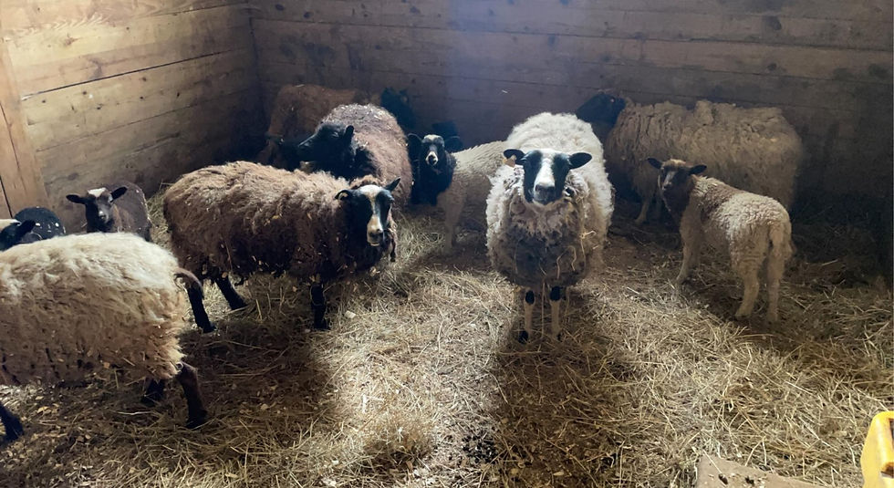 many sheep.jpg
